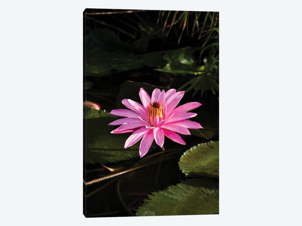 Close-Up Of Water Lily Flower, Moorea, Tahiti, French Polynesia I by Panoramic Images 1-piece Canvas Print