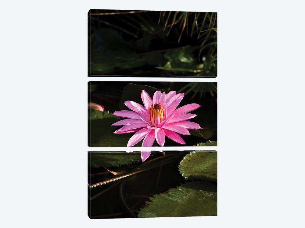 Close-Up Of Water Lily Flower, Moorea, Tahiti, French Polynesia I by Panoramic Images 3-piece Canvas Print