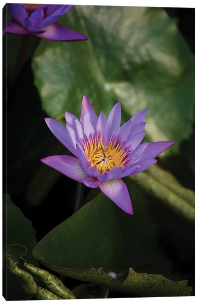 Close-Up Of Water Lily Flower, Moorea, Tahiti, French Polynesia II Canvas Art Print - Lily Art