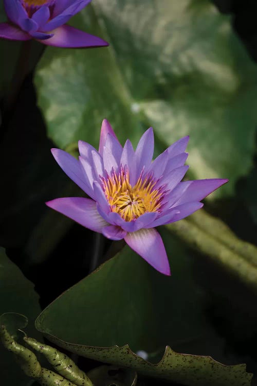 Close-Up Of Water Lily Flower, Moorea, Tahiti, French Polynesia II