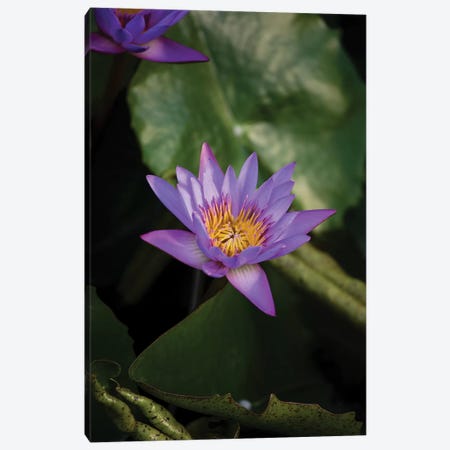 Close-Up Of Water Lily Flower, Moorea, Tahiti, French Polynesia II Canvas Print #PIM14544} by Panoramic Images Art Print