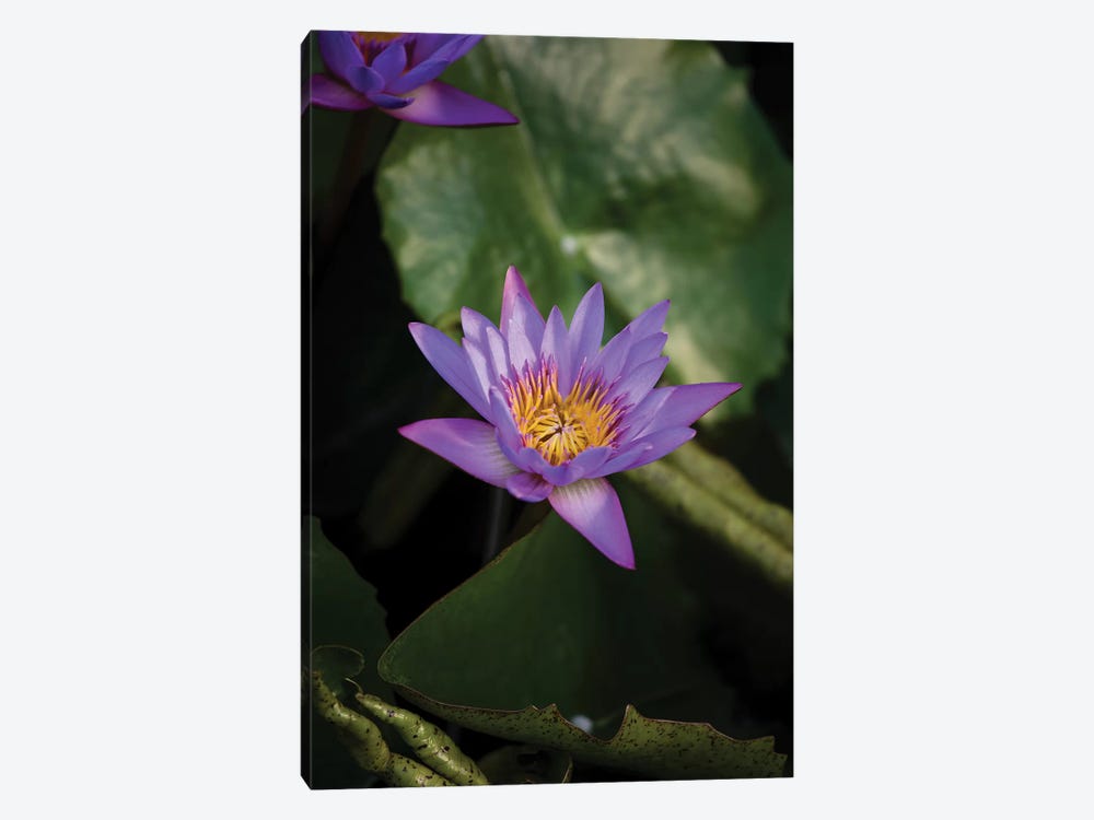 Close-Up Of Water Lily Flower, Moorea, Tahiti, French Polynesia II by Panoramic Images 1-piece Canvas Art