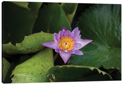 Close-Up Of Water Lily Flower, Moorea, Tahiti, French Polynesia III Canvas Art Print - Lily Art