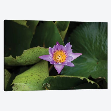 Close-Up Of Water Lily Flower, Moorea, Tahiti, French Polynesia III Canvas Print #PIM14545} by Panoramic Images Art Print