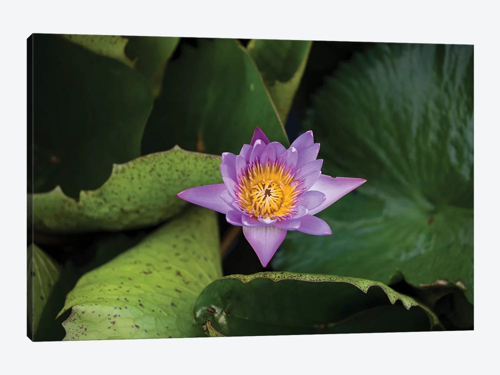Close-Up Of Water Lily Flower, Moorea, Tahiti, French Polynesia III by Panoramic Images 1-piece Art Print