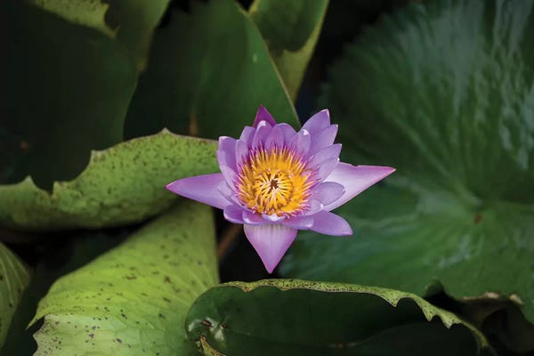 French Polynesia: Close-Up Of Water Lily Flower, Moorea, Tahiti, French Polynesia III by Panoramic Images