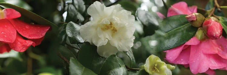 Close-Up Of Wet Spring Rhododendron Flowers