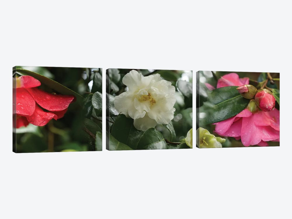Close-Up Of Wet Spring Rhododendron Flowers by Panoramic Images 3-piece Canvas Art