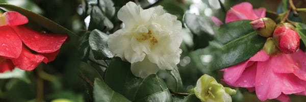 Close-Up Of Wet Spring Rhododendron Flowers