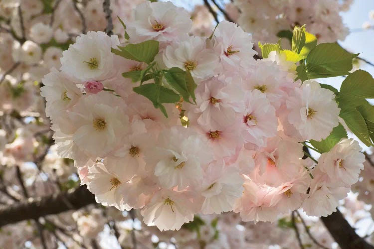 Close-Up Of White Cherry Blossom Flowers, Imperial Garden, Tokyo, Japan