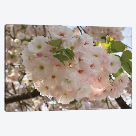 Close-Up Of White Cherry Blossom Flowers, Imperial Garden, Tokyo, Japan Canvas Print #PIM14547} by Panoramic Images Canvas Print