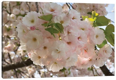 Close-Up Of White Cherry Blossom Flowers, Imperial Garden, Tokyo, Japan Canvas Art Print - Cherry Tree Art