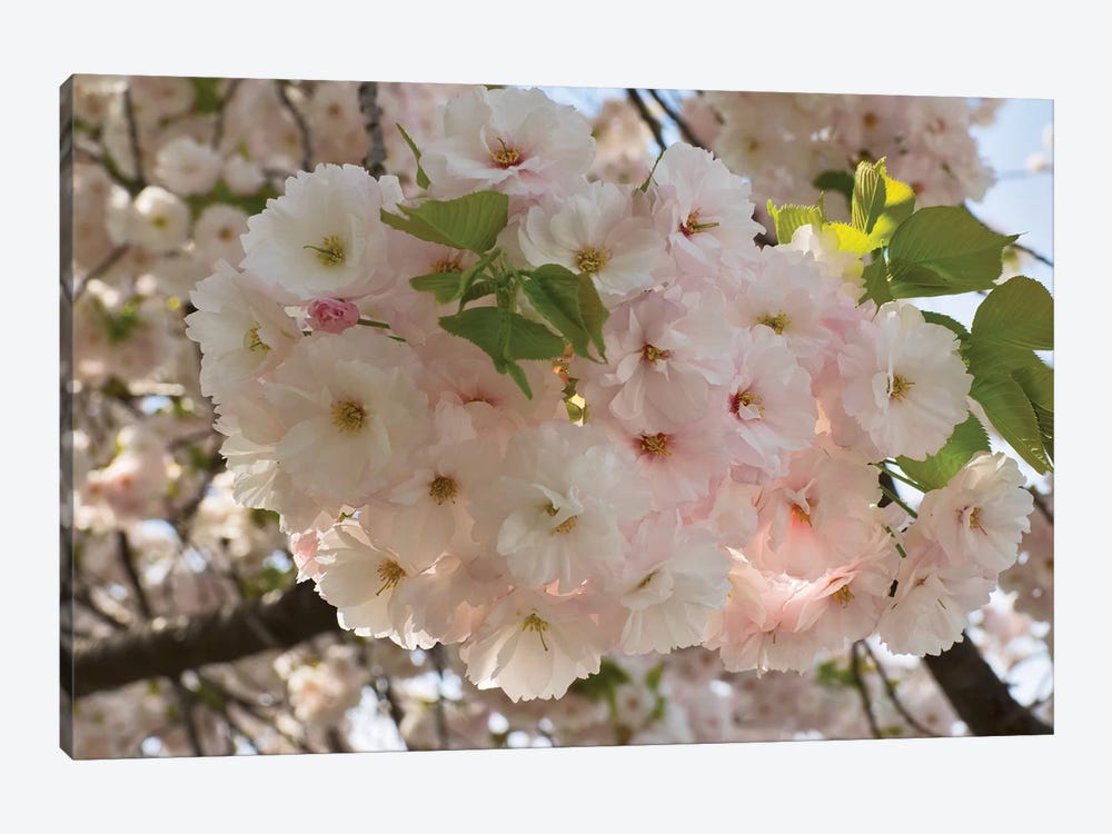Close-Up Of White Cherry Blossom Flowers, Imperial Garden, Tokyo, Japan by Panoramic Images 1-piece Canvas Art Print