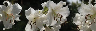 Close-Up Of White Lilies Flowers by Panoramic Images canvas print
