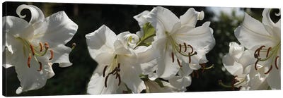 Close-Up Of White Lilies Flowers Canvas Art Print - Lily Art