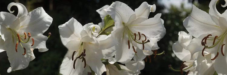 Close-Up Of White Lilies Flowers