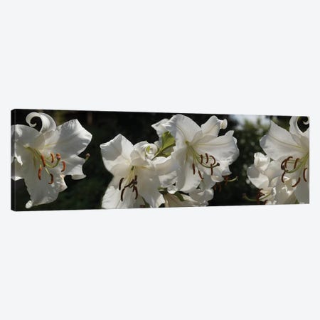 Close-Up Of White Lilies Flowers Canvas Print #PIM14548} by Panoramic Images Canvas Art