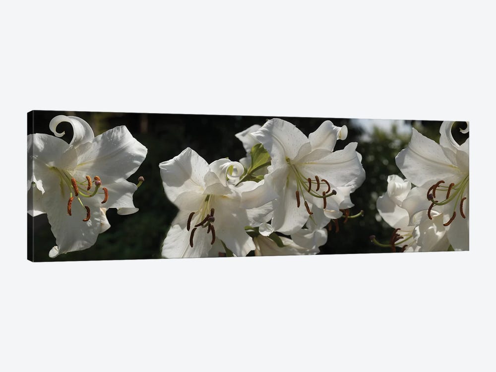 Close-Up Of White Lilies Flowers by Panoramic Images 1-piece Canvas Wall Art