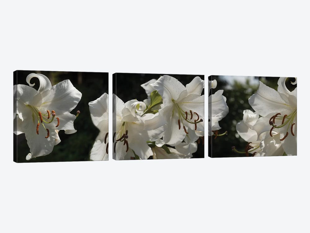 Close-Up Of White Lilies Flowers by Panoramic Images 3-piece Canvas Artwork