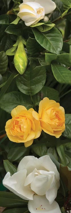 Close-Up Of White Poppies With Yellow Roses