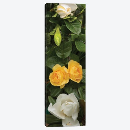Close-Up Of White Poppies With Yellow Roses Canvas Print #PIM14549} by Panoramic Images Canvas Art