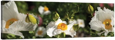 Close-Up Of White Poppy Flowers Canvas Art Print - Poppy Art
