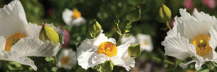 Close-Up Of White Poppy Flowers