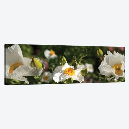 Close-Up Of White Poppy Flowers Canvas Print #PIM14550} by Panoramic Images Canvas Print