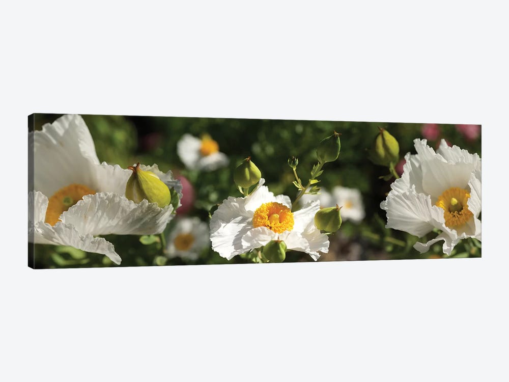Close-Up Of White Poppy Flowers by Panoramic Images 1-piece Canvas Art Print