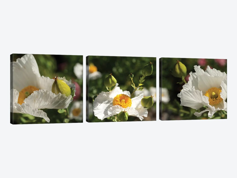 Close-Up Of White Poppy Flowers by Panoramic Images 3-piece Canvas Art Print