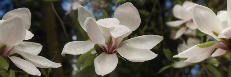 Close-Up Of White Rhododendron Flowers