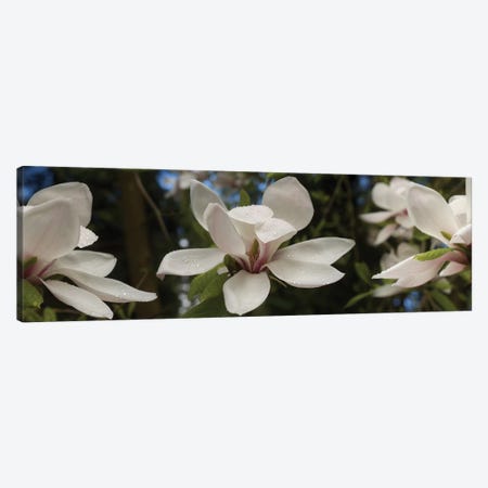 Close-Up Of White Rhododendron Flowers Canvas Print #PIM14551} by Panoramic Images Canvas Print