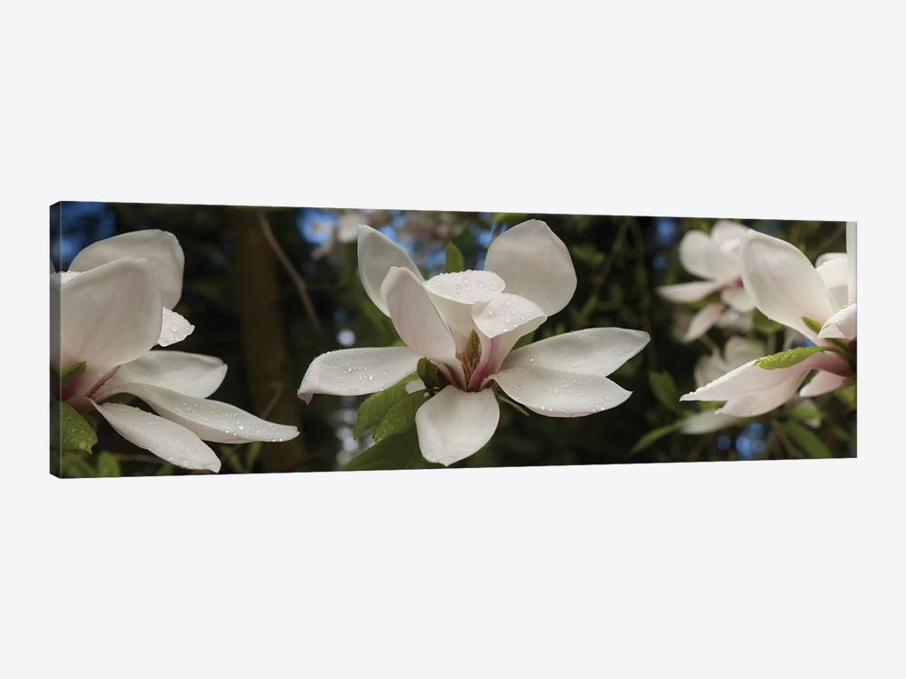 Close-Up Of White Rhododendron Flowers by Panoramic Images 1-piece Canvas Artwork