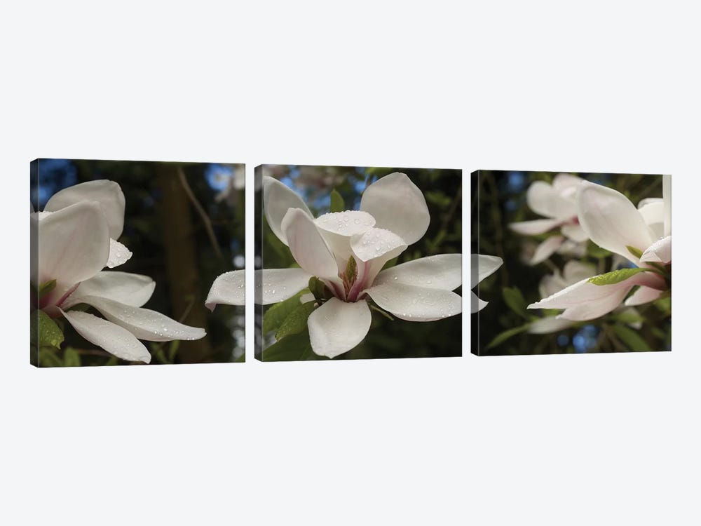 Close-Up Of White Rhododendron Flowers by Panoramic Images 3-piece Canvas Wall Art