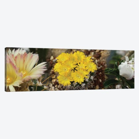 Close-Up Of Wildflowers Canvas Print #PIM14552} by Panoramic Images Canvas Print
