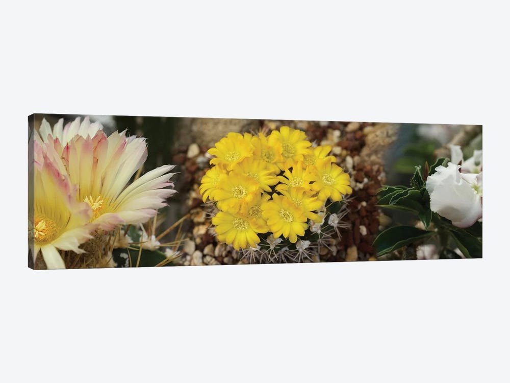 Close-Up Of Wildflowers by Panoramic Images 1-piece Canvas Print