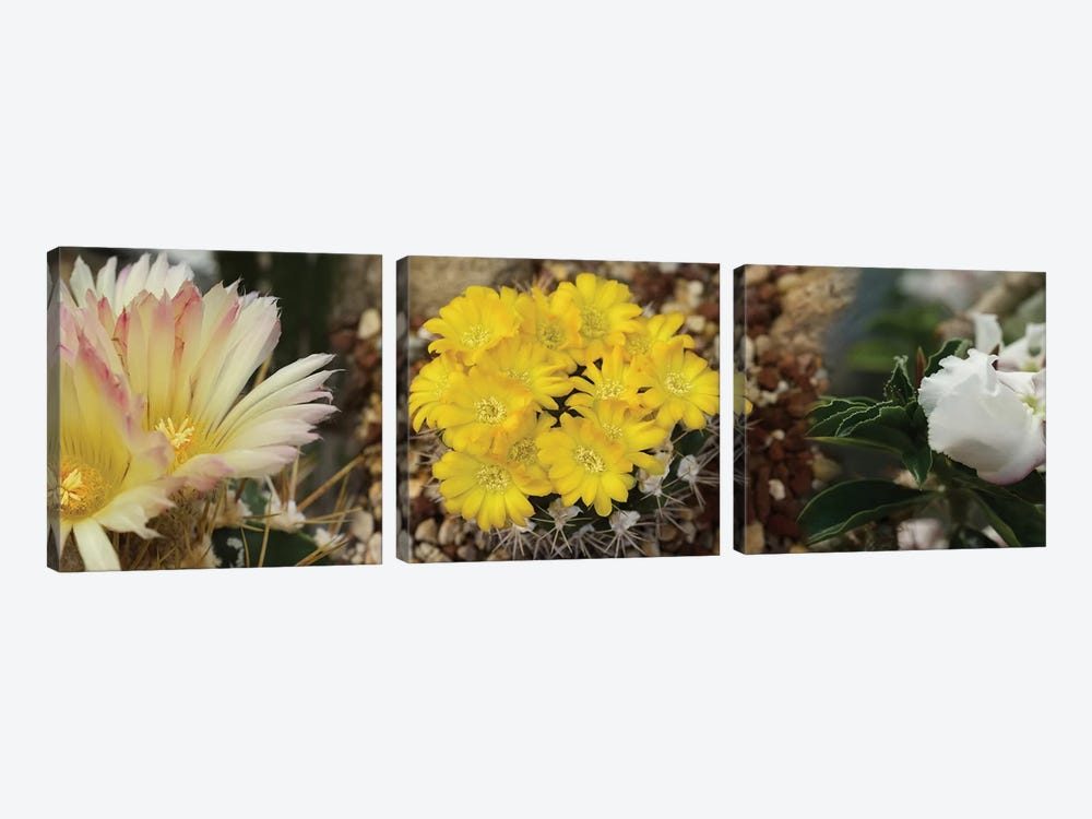 Close-Up Of Wildflowers by Panoramic Images 3-piece Canvas Print