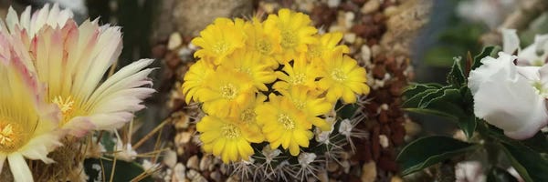 Close-Up Of Wildflowers