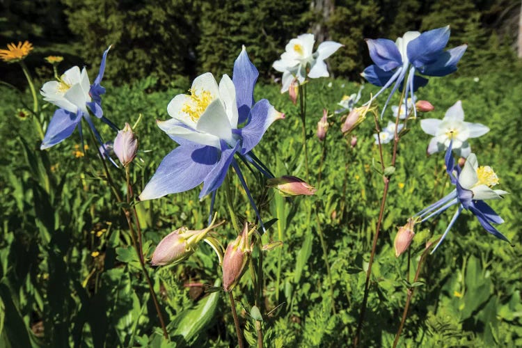 Close-Up Of Wildflowers, Crested Butte, Colorado, USA