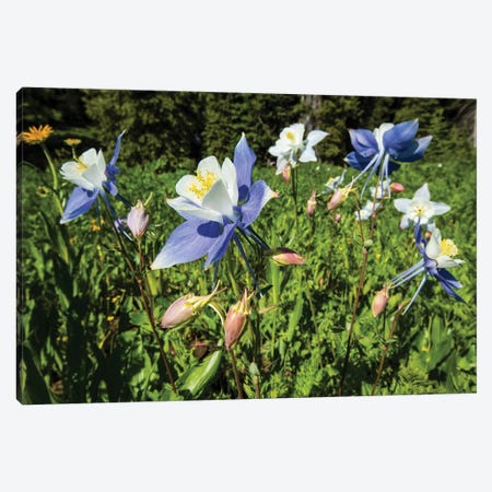 Close-Up Of Wildflowers, Crested Butte, Colorado, USA Canvas Print #PIM14553} by Panoramic Images Canvas Print