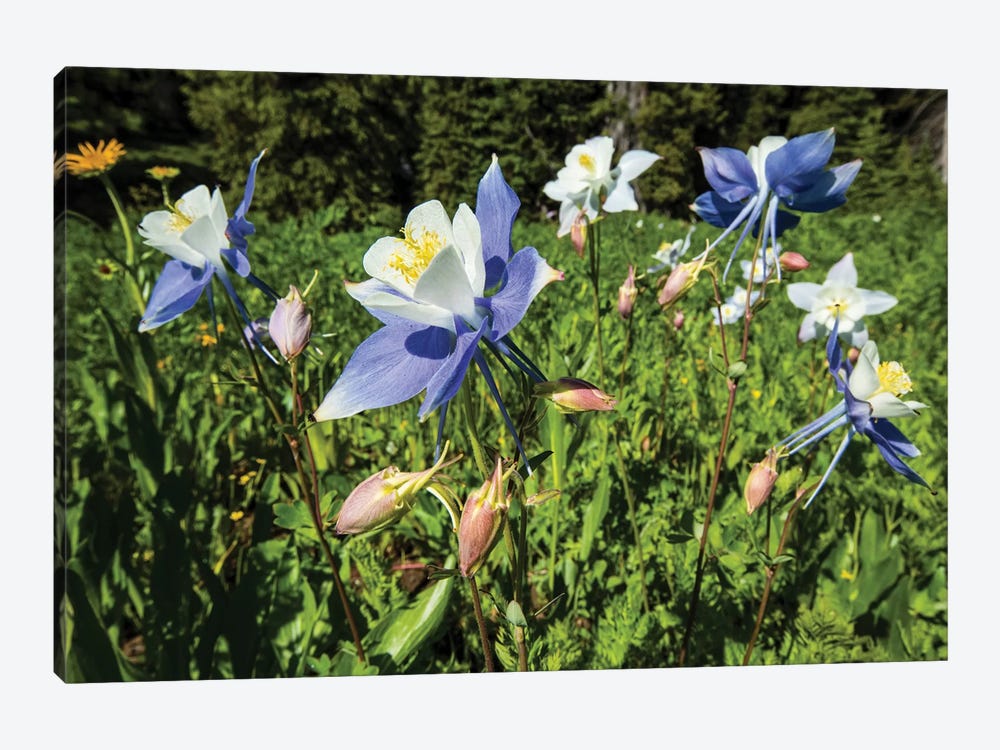 Close-Up Of Wildflowers, Crested Butte, Colorado, USA by Panoramic Images 1-piece Canvas Wall Art