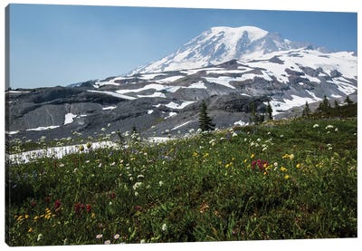 Close-Up Of Wildflowers, Mount Rainier National Park, Washington State, USA I Canvas Art Print - Snowy Mountain Art