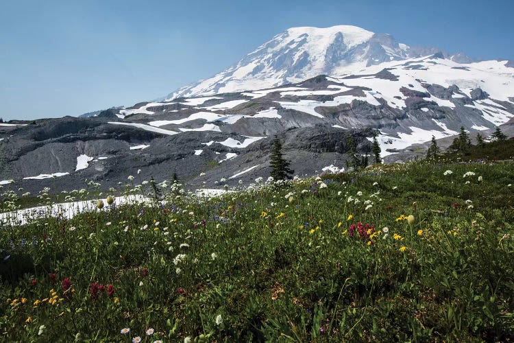 Close-Up Of Wildflowers, Mount Rainier National Park, Washington State, USA I by Panoramic Images wall art