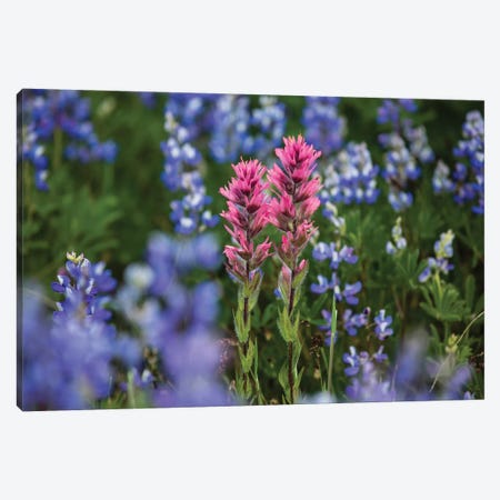 Close-Up Of Wildflowers, Mount Rainier National Park, Washington State, USA II Canvas Print #PIM14555} by Panoramic Images Canvas Wall Art