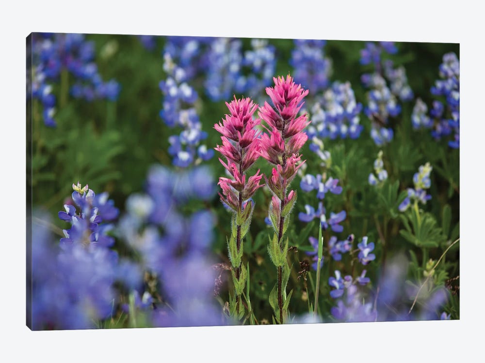 Close-Up Of Wildflowers, Mount Rainier National Park, Washington State, USA II by Panoramic Images 1-piece Canvas Art