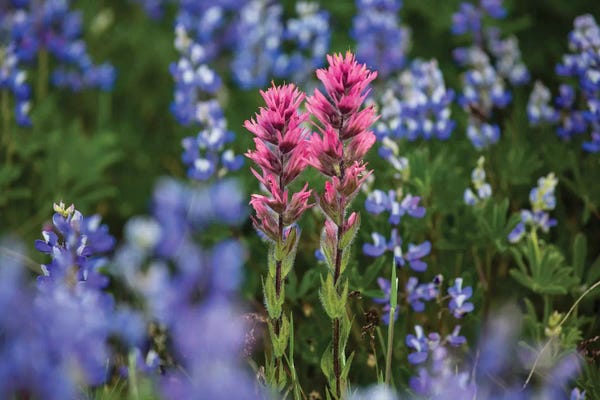 Lupines: Close-Up Of Wildflowers, Mount Rainier National Park, Washington State, USA II by Panoramic Images