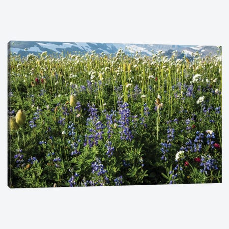 Close-Up Of Wildflowers, Mount Rainier National Park, Washington State, USA III Canvas Print #PIM14556} by Panoramic Images Canvas Art