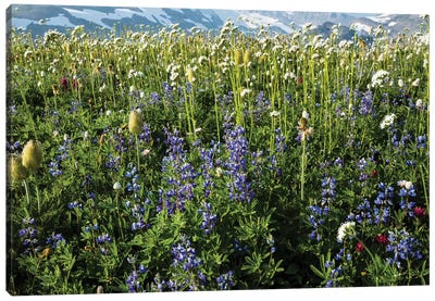 Close-Up Of Wildflowers, Mount Rainier National Park, Washington State, USA III Canvas Art Print - Lupines