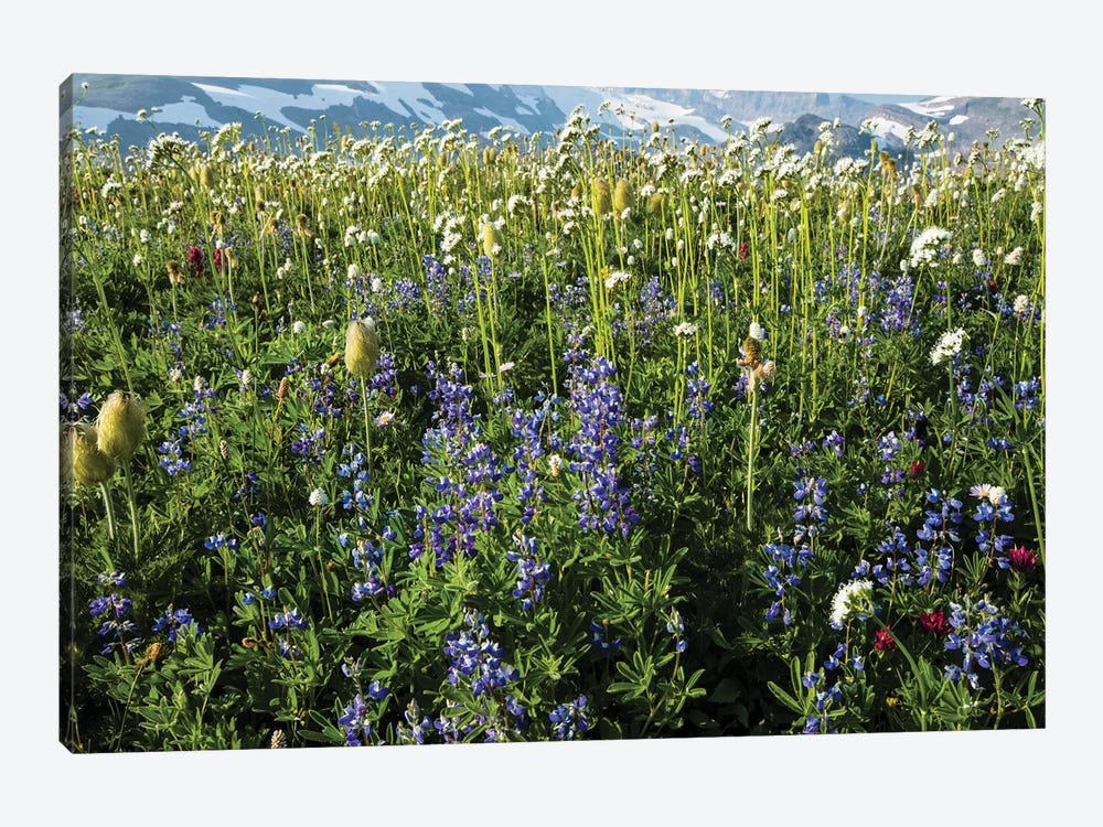 Close-Up Of Wildflowers, Mount Rainier National Park, Washington State, USA III by Panoramic Images 1-piece Canvas Art Print