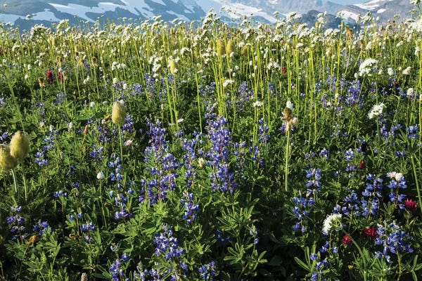 Lupines: Close-Up Of Wildflowers, Mount Rainier National Park, Washington State, USA III by Panoramic Images